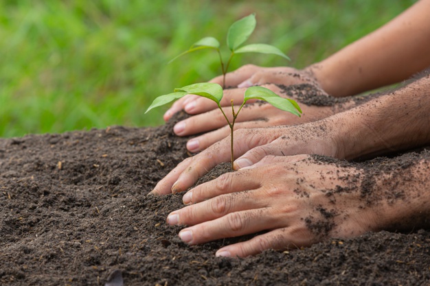 planting tree for guitar playing 